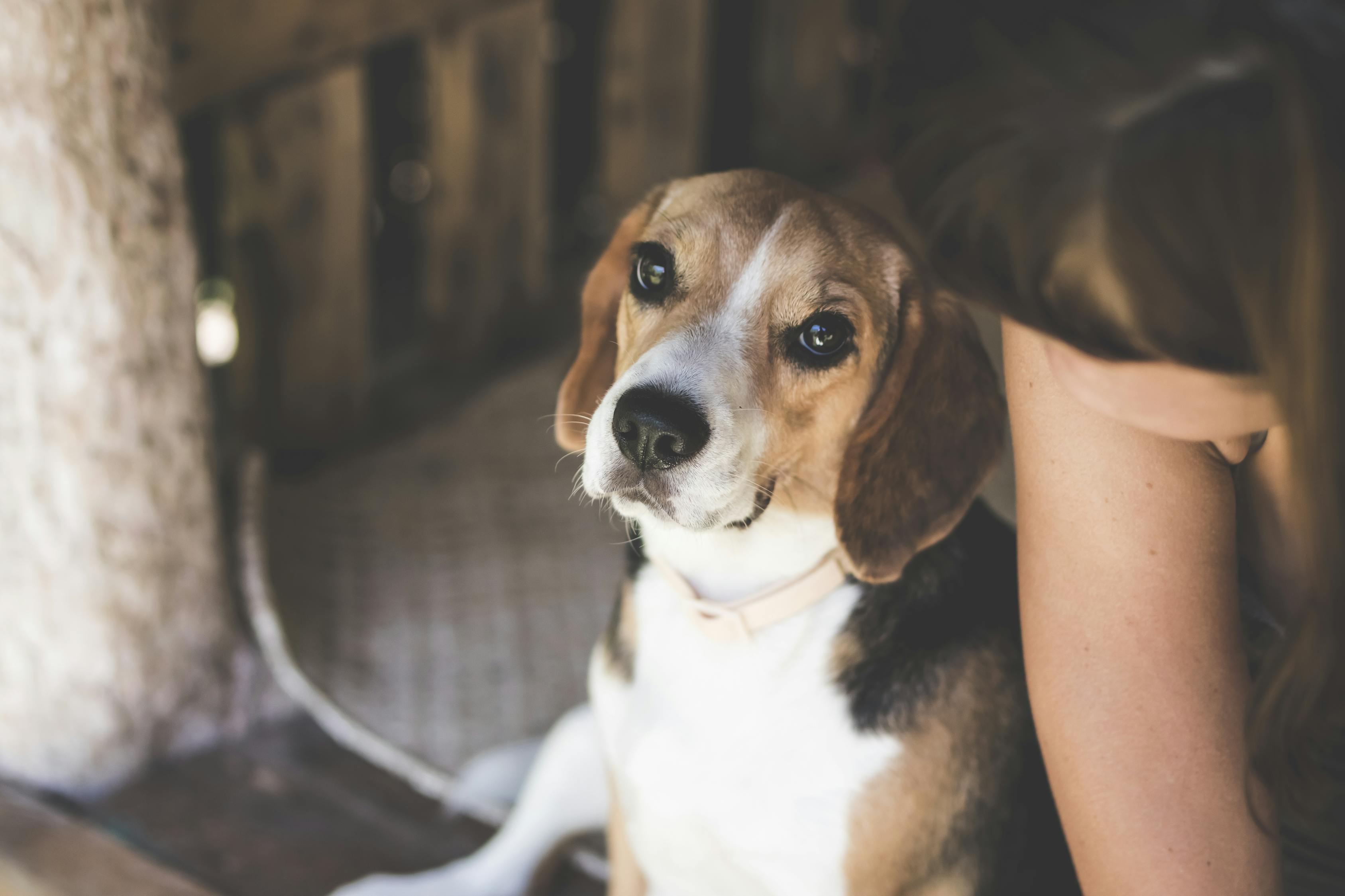 最新高加索犬斗毆視頻，激戰(zhàn)背后的犬界與人文思考