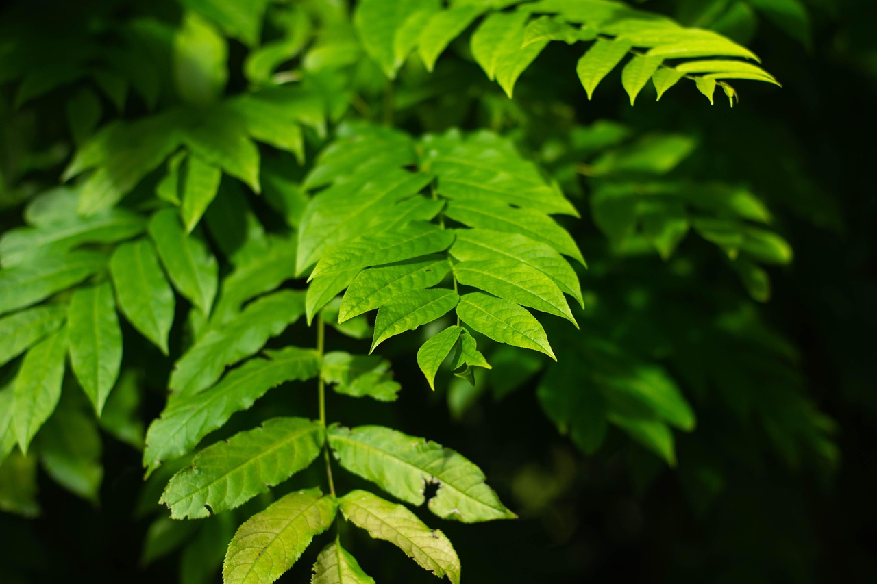 碧桂園森林城市最新動態(tài)揭秘，綠色生態(tài)人居新篇章