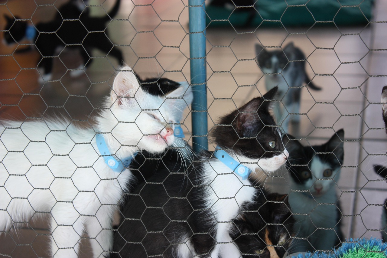 光輝犬舍新引進(jìn)種犬，開(kāi)啟繁育新篇章